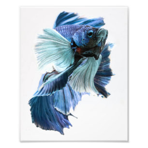 Dumbo Halfmoon Betta Fish Photo Print