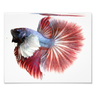 Dumbo Halfmoon Male Betta Fish Photo Print