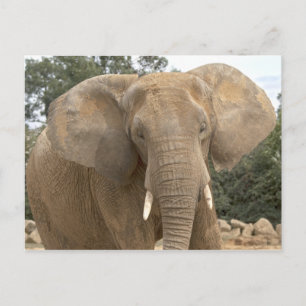 Dumbo Postcard
