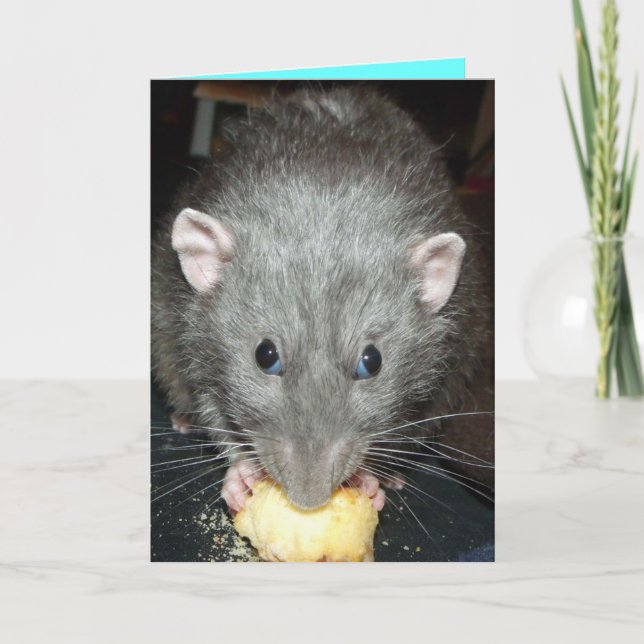 dumbo rat eating cake Birthday card (Front)