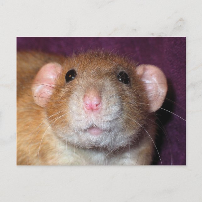 Dumbo Rat Post Card (Front)