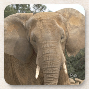 Dumbo Set of 6 Coasters