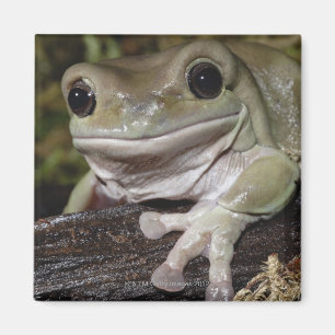 Dumpy Tree Frog. Smiling Frog. Litoria caerulea. Magnet