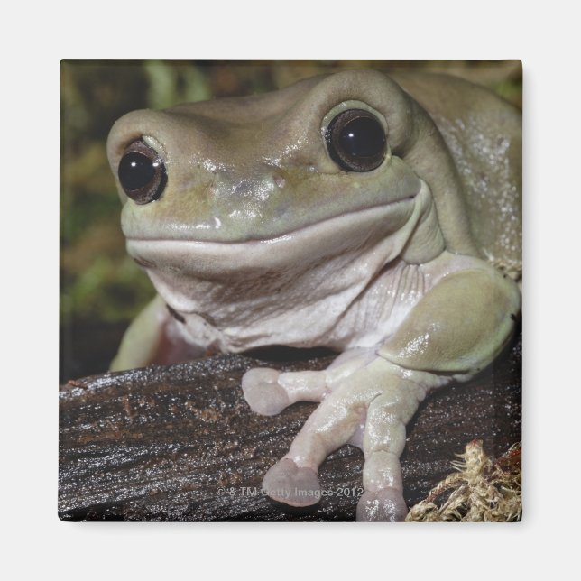Dumpy Tree Frog. Smiling Frog. Litoria caerulea. Magnet (Front)