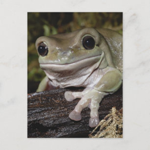 Dumpy Tree Frog. Smiling Frog. Litoria caerulea. Postcard
