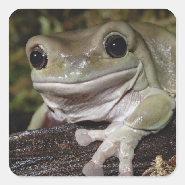 Dumpy Tree Frog. Smiling Frog. Litoria caerulea. Square Sticker (Front)