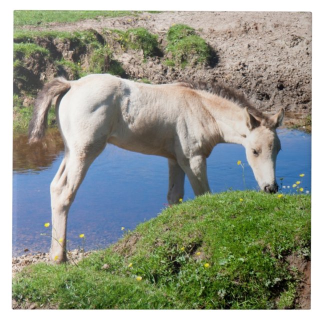 Dun buckskin foal horse Tile (Front)