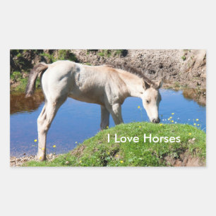 Dun foal horse Stickers