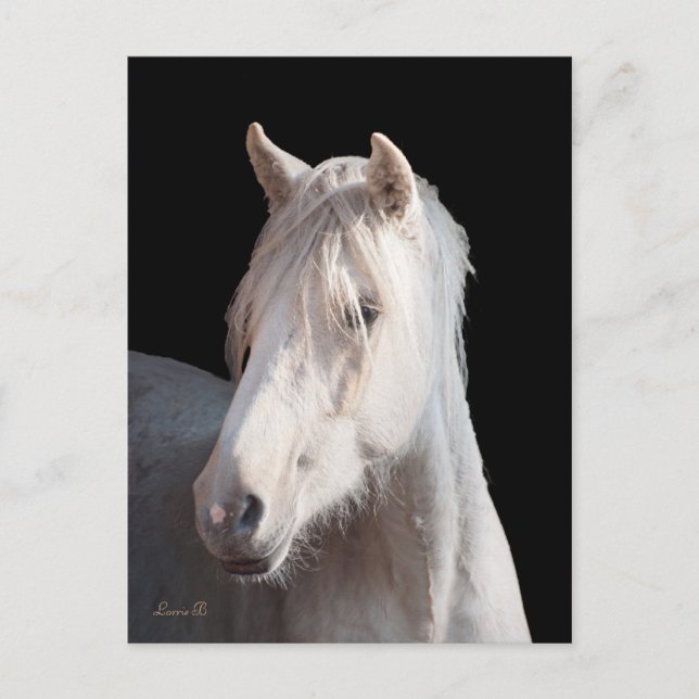 Dunalino American Bashkir Curly postcard (Front)