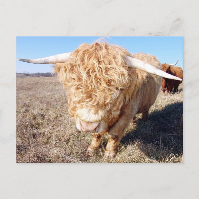 Duncan The Highland Bull Postcard (Front)