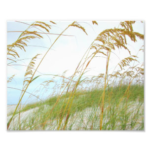 Dune Grass White Sand Beach Photo Print