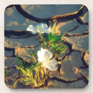 Dune Primrose growing out of Cracked Mud Coaster