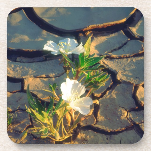 Dune Primrose growing out of Cracked Mud Coaster (Front)