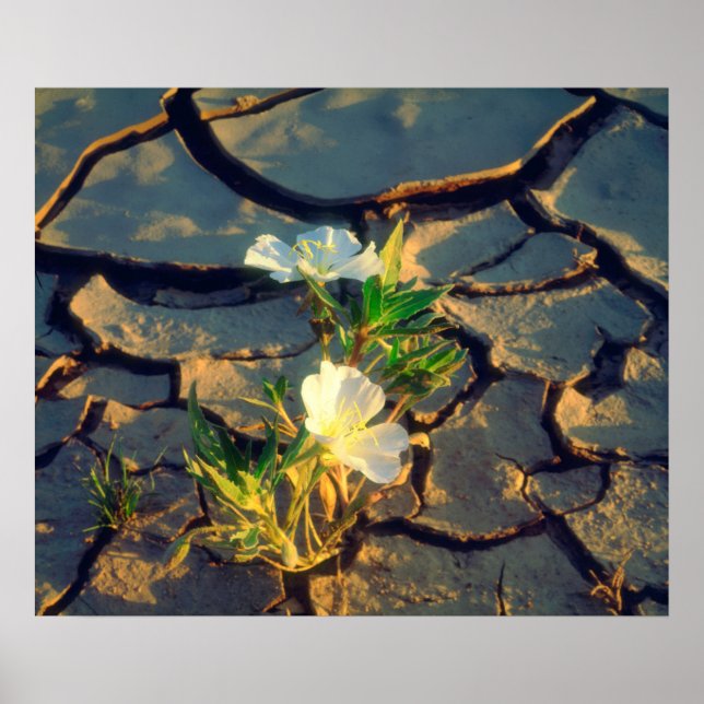 Dune Primrose growing out of Cracked Mud Poster (Front)