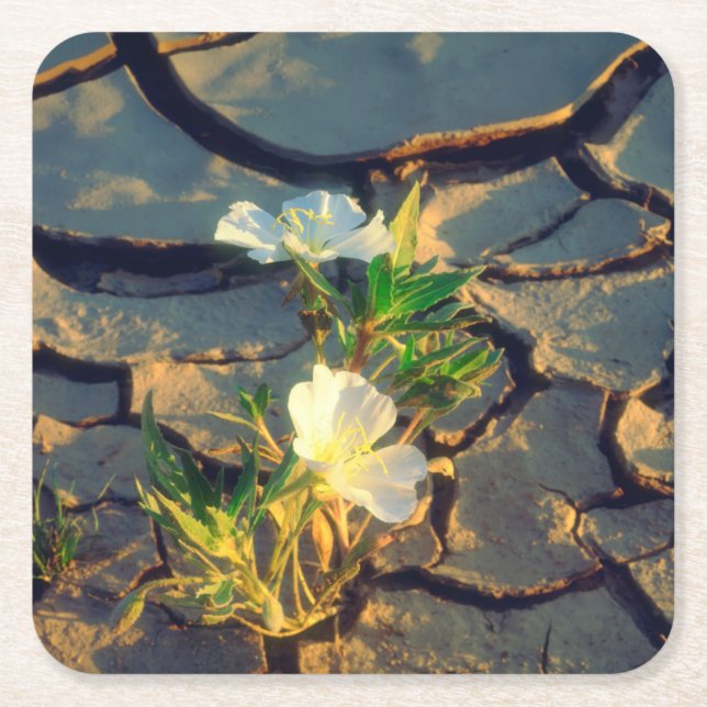 Dune Primrose growing out of Cracked Mud Square Paper Coaster (Front)