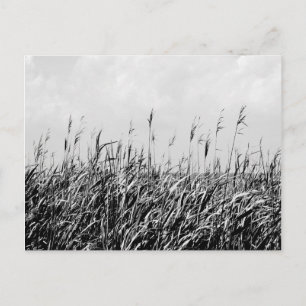 Dune Triptych III Postcard