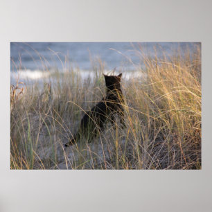 Dunes Kitty Poster