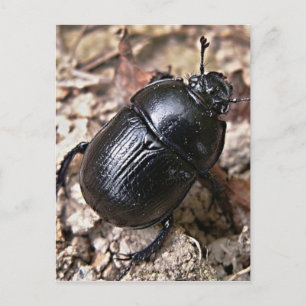 Dung Beetles Postcard