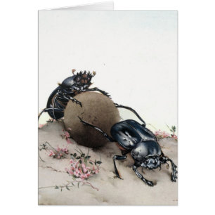 Dung Bettle