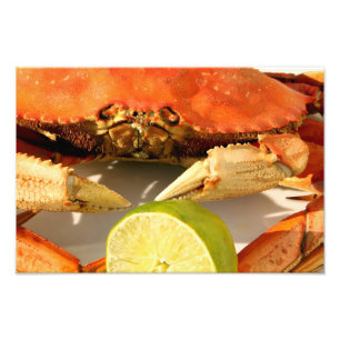 Dungeness Crab Photo Print