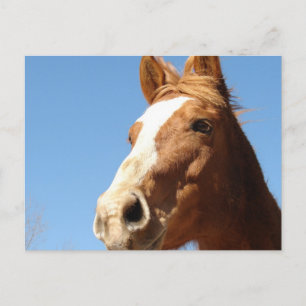 Dunnit Postcard