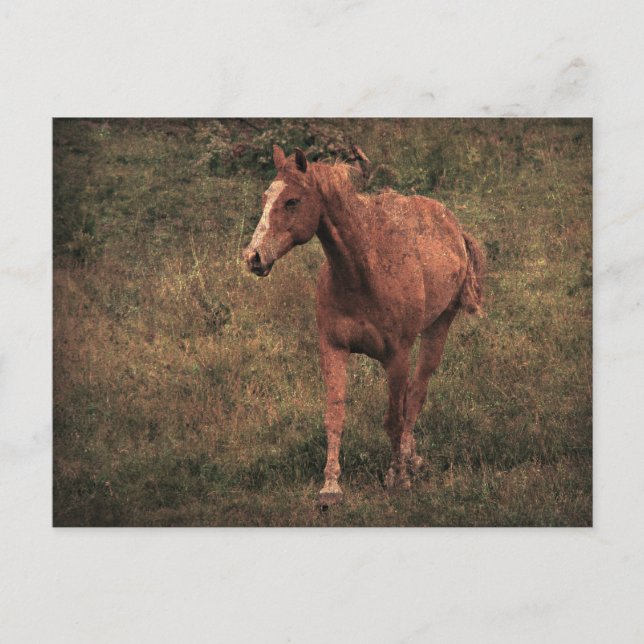 Dunnit Postcard (Front)