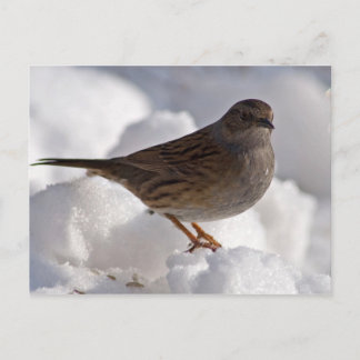 Dunnock in snow postcard