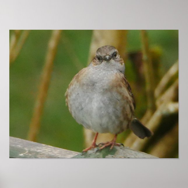 Dunnock Poster (Front)