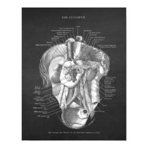 Duodenum Anatomy Art Gastroenterologist Wall Decor