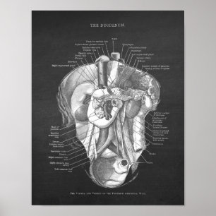 Duodenum Anatomy Art Gastroenterologist Wall Decor