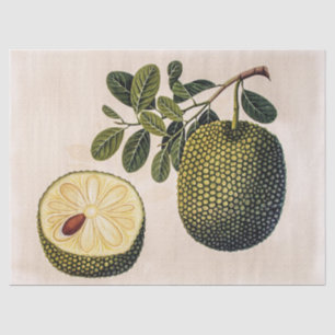 Durian Fruit and Foliage  Tissue Paper