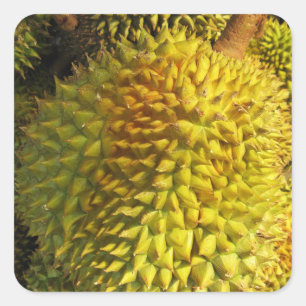 Durian Fruit Square Sticker