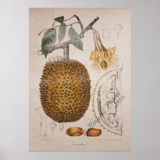 durian fruit vintage botanical illustration poster