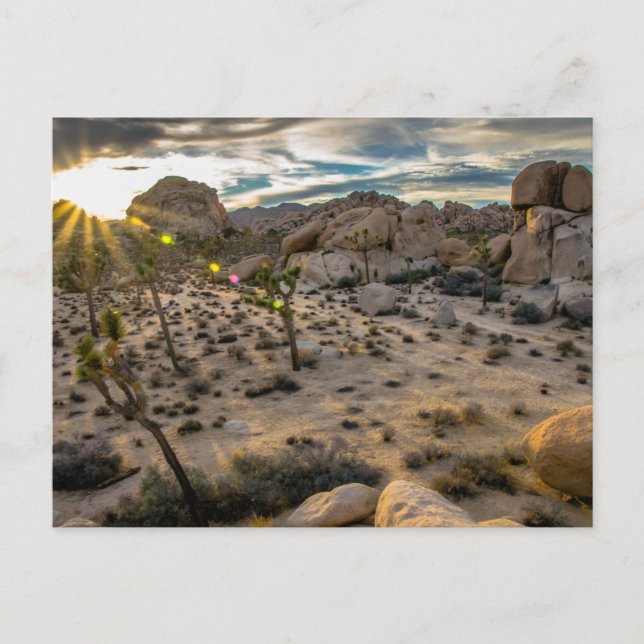 Dusk at Joshua Tree NP Postcard (Front)