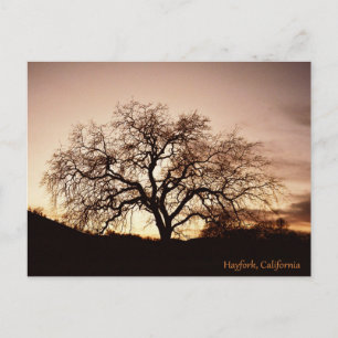 Dusk in Hayfork, California.... Postcard