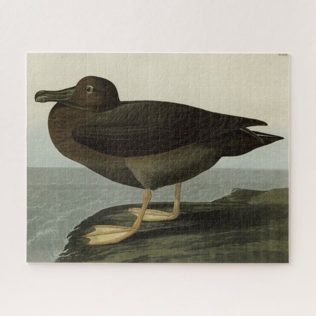 Dusky Albatross from Audubon's Birds of America Jigsaw Puzzle (Horizontal)