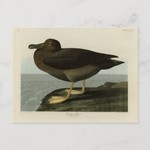 Dusky Albatross from Audubon's Birds of America Postcard