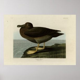 Dusky Albatross from Audubon's Birds of America Poster