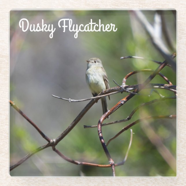 Dusky Flycatcher Glass Coaster (Front)