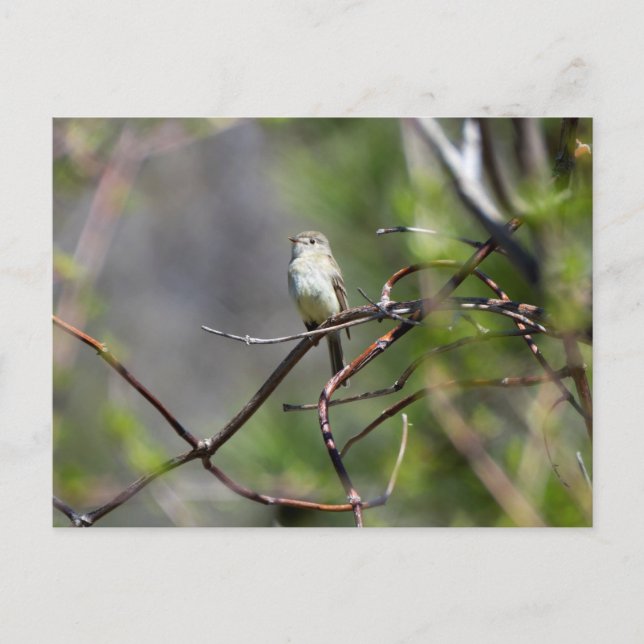 Dusky Flycatcher Postcard (Front)