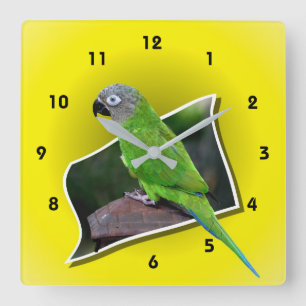 Dusky Headed Conure Parrot Animal Square Wall Clock