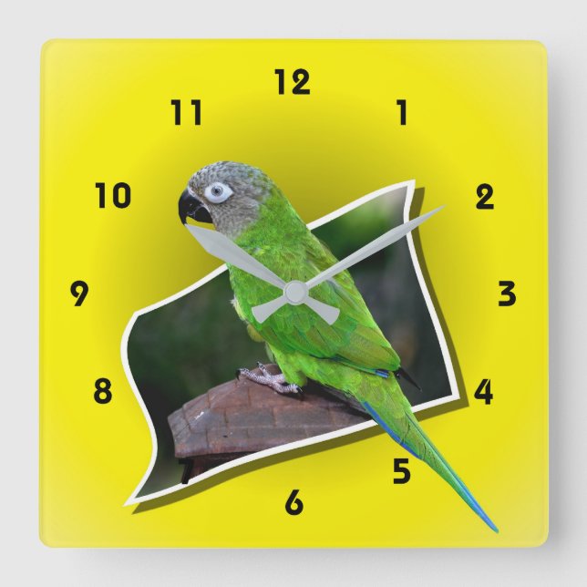 Dusky Headed Conure Parrot Animal Square Wall Clock (Front)