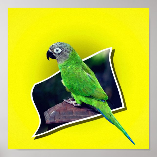 Dusky Headed Conure Parrot Out Of Bounds Poster (Front)