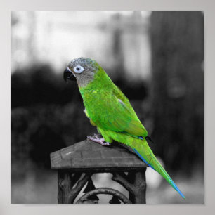 Dusky Headed Conure Parrot Partial Colour Poster