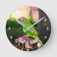 Dusky Headed Conure Parrot Personalized