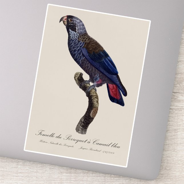 Dusky Parrot or Dusky Pionus, Pionus fuscus (Dusky Parrot or Dusky Pionus, Pionus fuscus. Sticker)