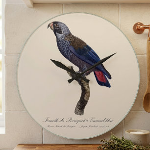 Dusky Parrot or Dusky Pionus, Pionus fuscus Large Clock
