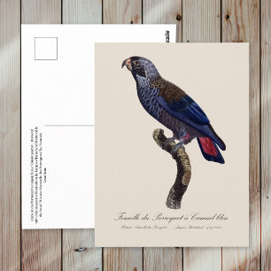 Dusky Parrot or Dusky Pionus, Pionus fuscus Postcard