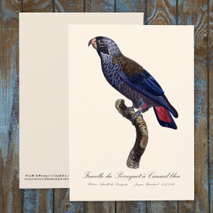 Dusky Parrot or Dusky Pionus, Pionus fuscus Thank You Card