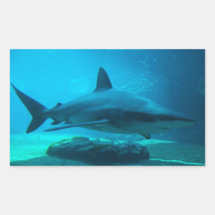 Dusky Shark (Carcharhinus Obscurus), Ushaka Rectangular Sticker